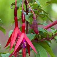 Fuchsia